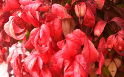 El galdós futur que espera al català